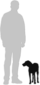 find out how big your shiba inu puppy will grow puppy shiba inu puppy growth chart